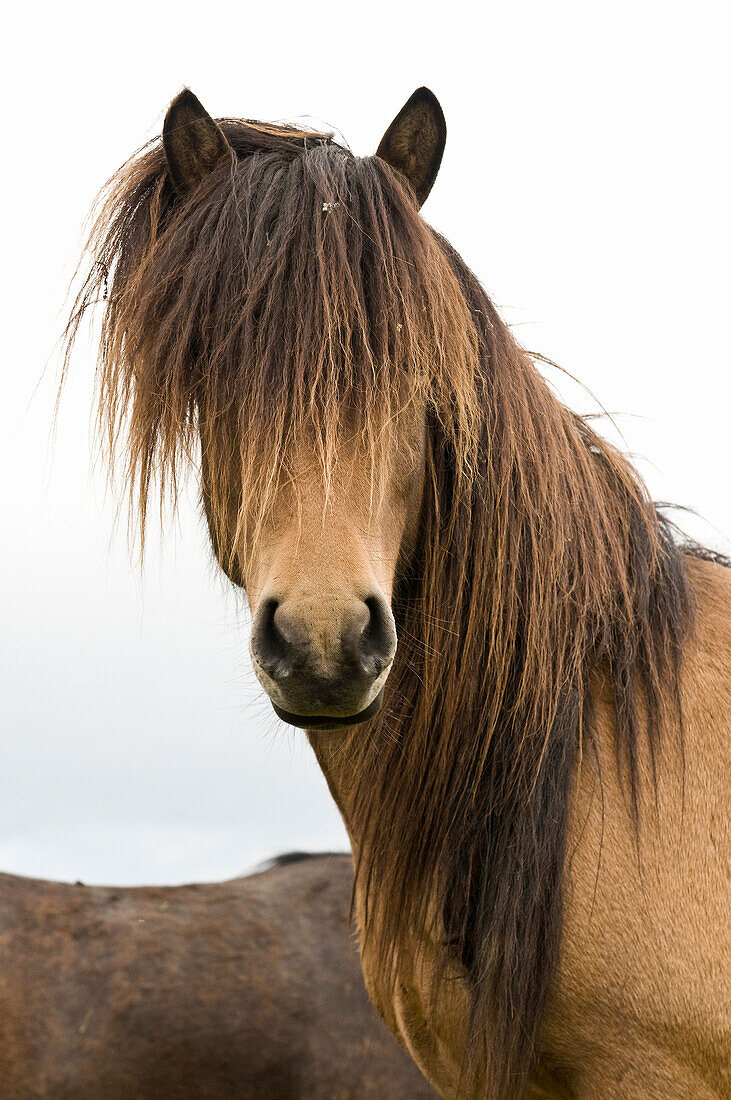 Icelandic horses near Hofn, Iceland, Scandinavia, Europe