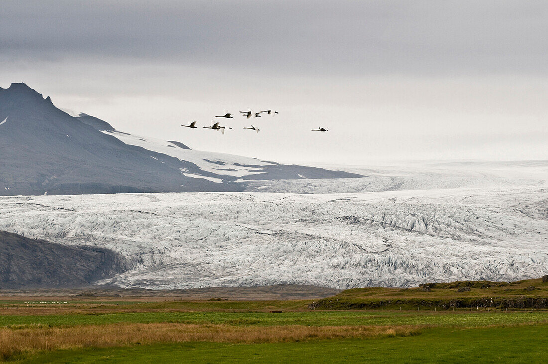 Gänse fliegen über den Gletscher bei Höfn, Island, Skandinavien