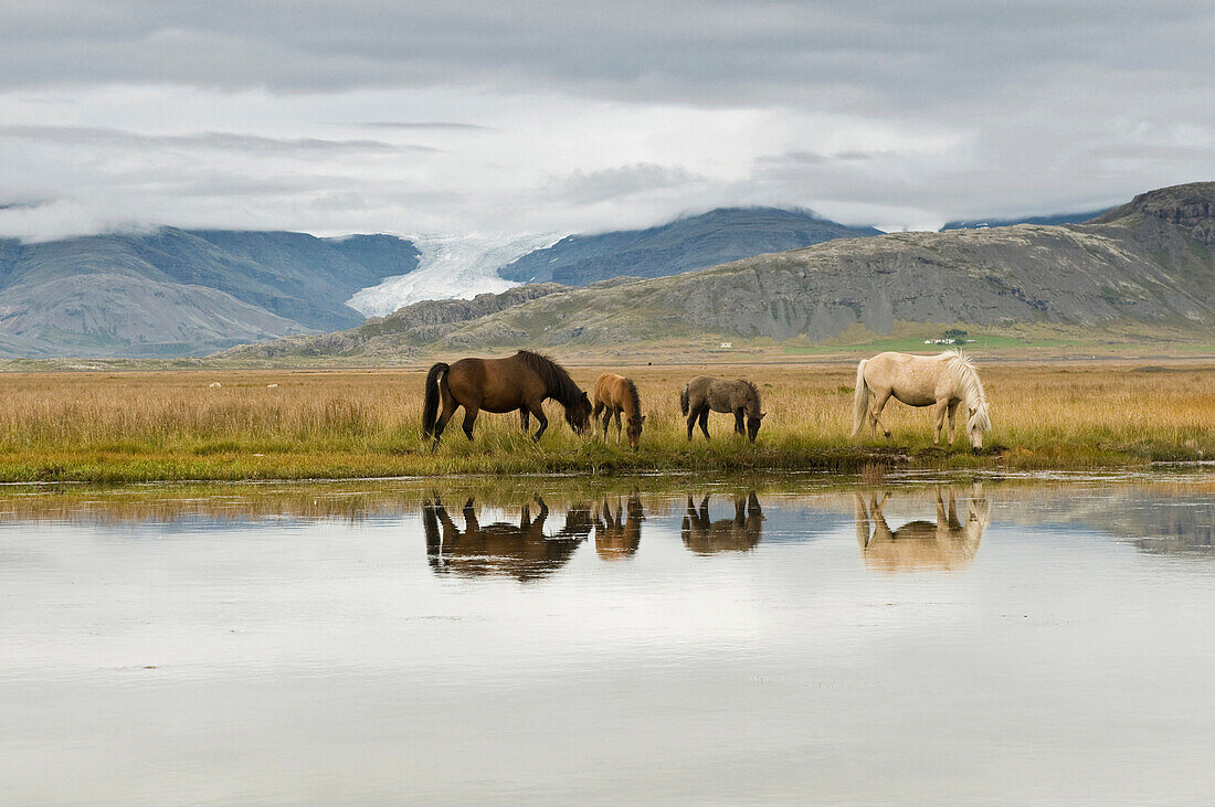 Islandpferde auf der Wiese bei Höfn, Island, Skandinavien