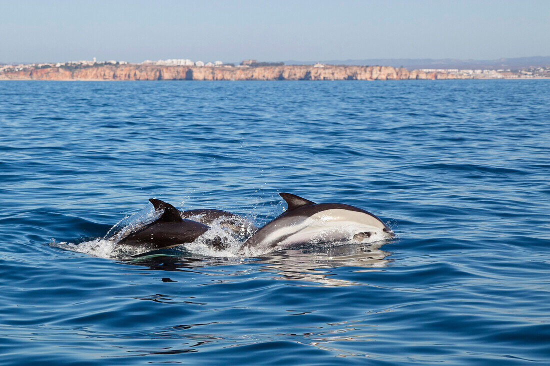 Gemeine Delfine im Atlantik vor der Algarve, Portugal