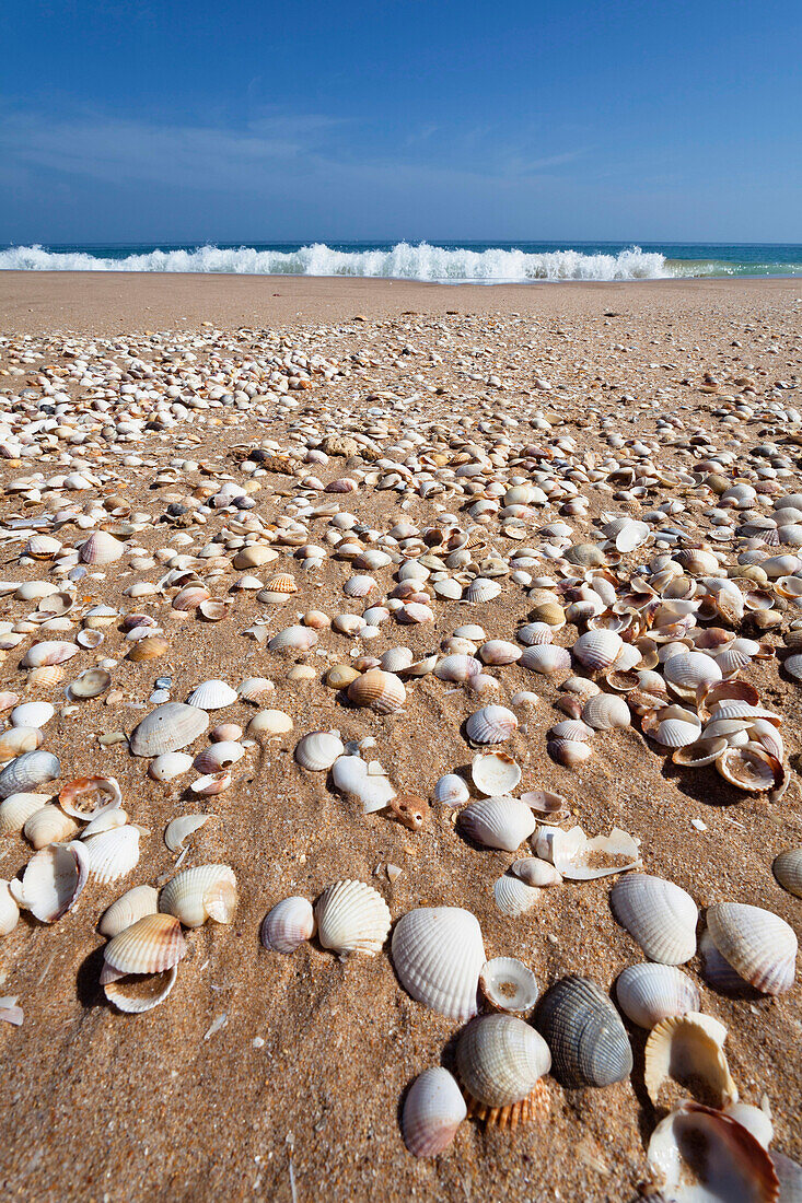 Herzmuscheln am Strand, Atlantikküste, Algarve, Portugal, Europa