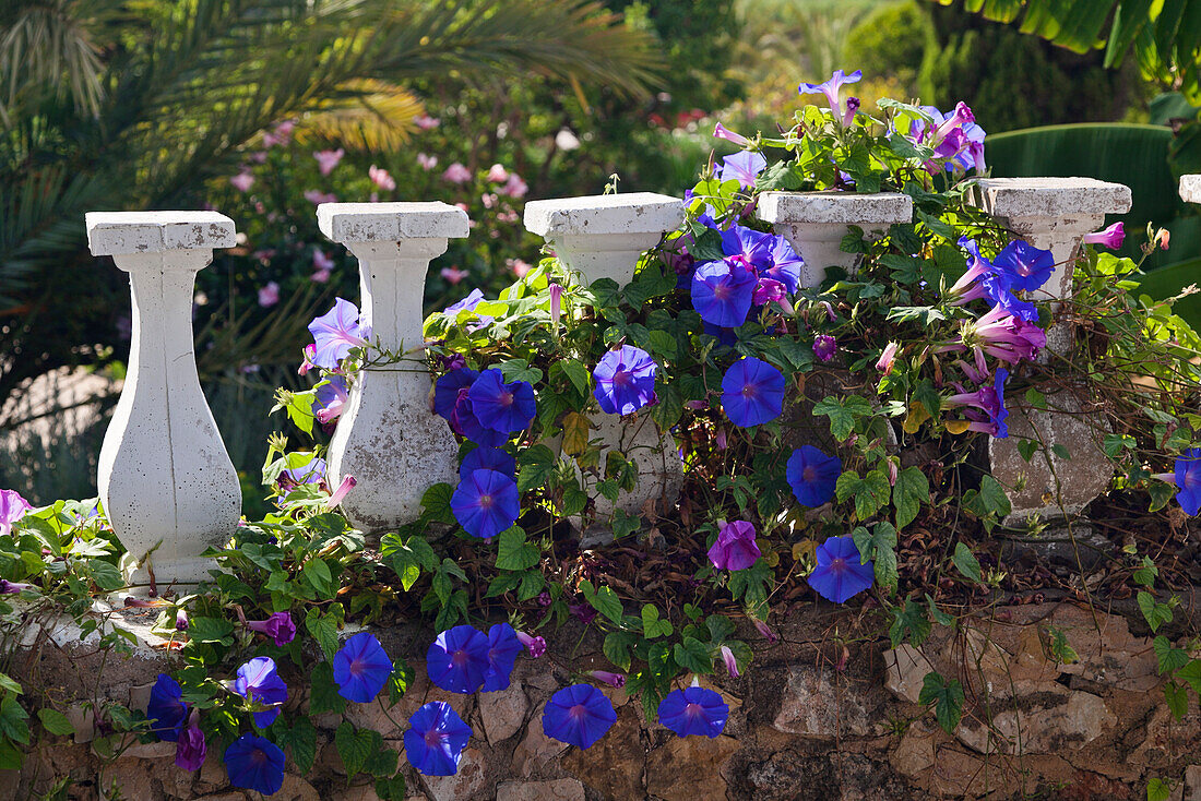 Mediterranean flowers climbing wall, Algarve, Portugal, Europe