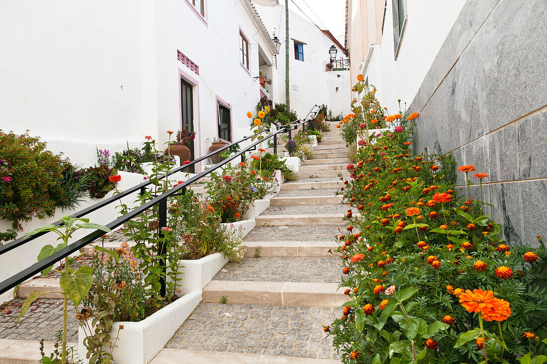 Flowers next to stairs in Odeceixe, Algarve, Portugal, Europe