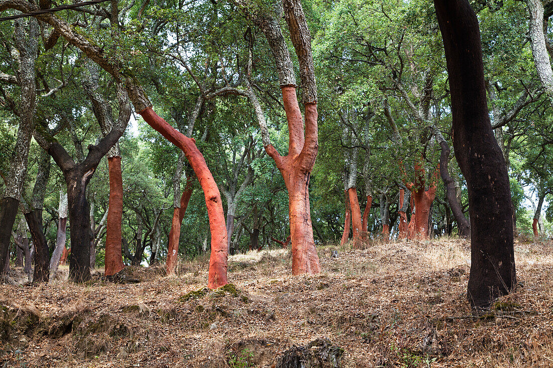 Cork Oaks in the Serra de Monchique, Algarve, Portugal, Europe