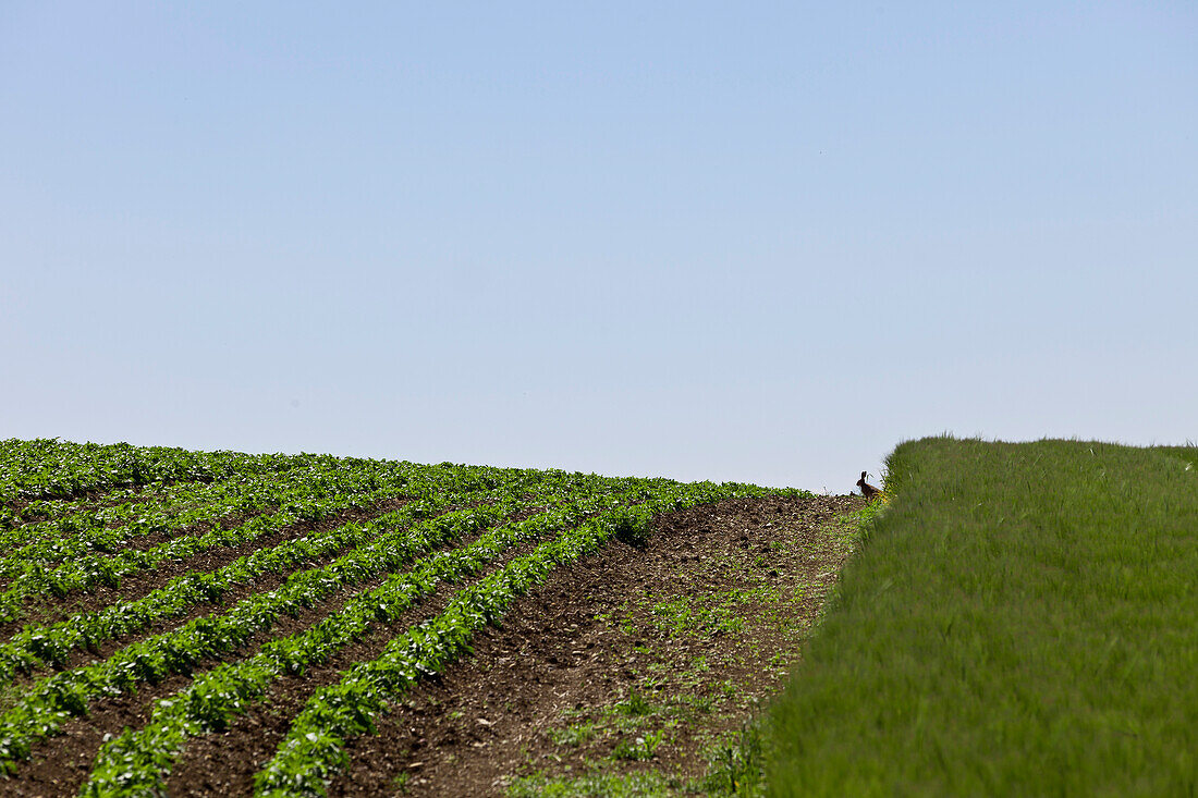 Hare on potato field, Hegau, Baden Wuerttemberg, Germany, Europe