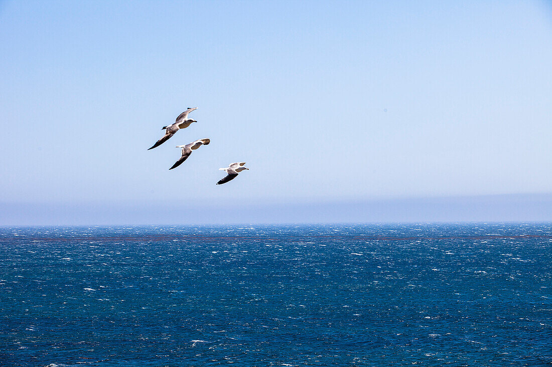 Möwen über dem Pazifik, Big Sur Coast, Kalifornien, USA, Amerika