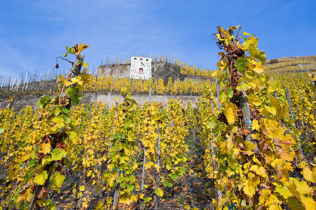 Sonnenuhr im Weinberg bei Zeltingen-Rachtig, Zeltingen-Rachtig, Rheinland-Palz, Rheinland Pfalz, Deutschland