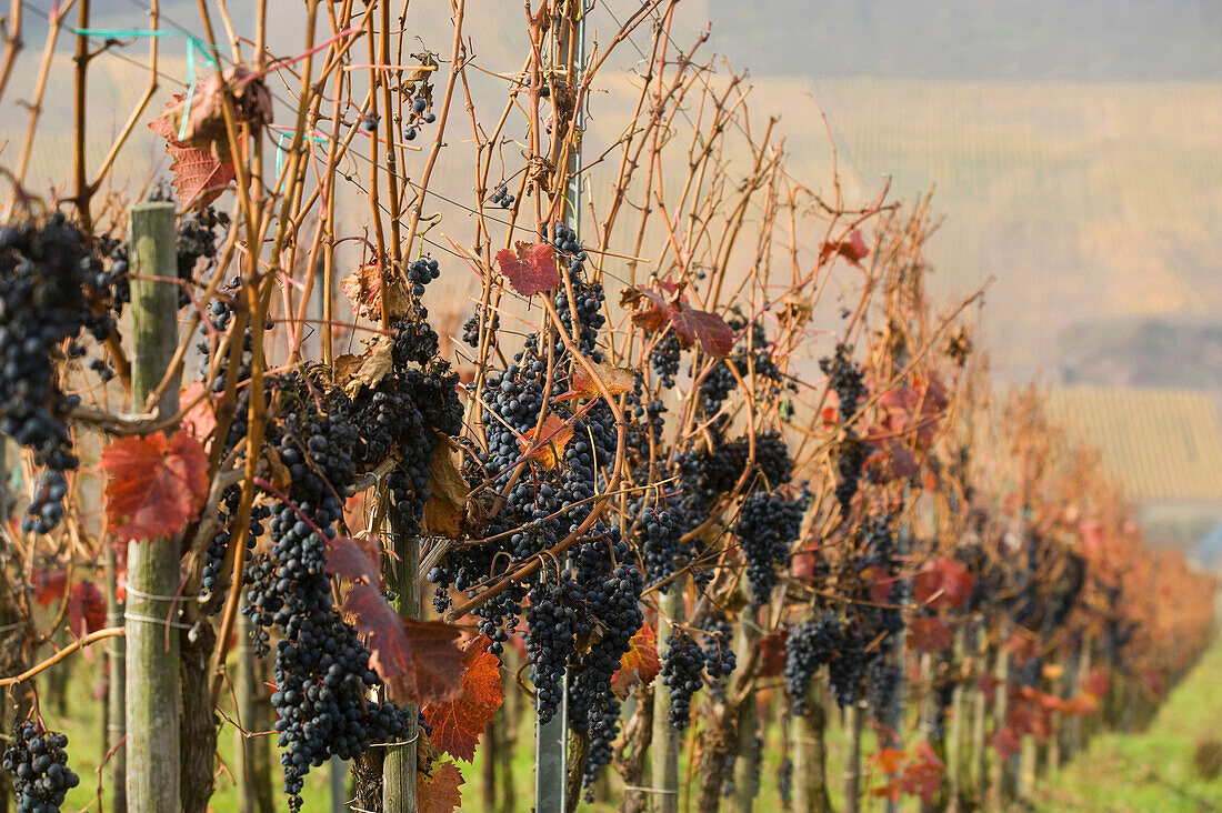 Grape vines at Uerzig, Uerzig, Rhineland Palatinate, Germany