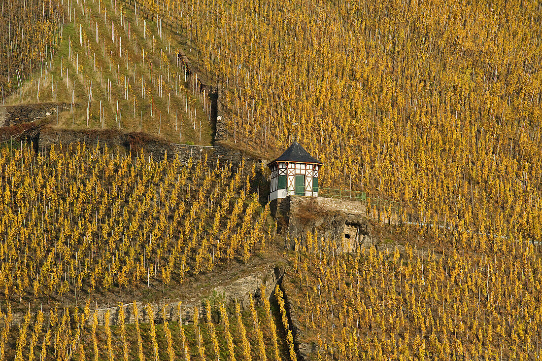 Vineyard house close to Bernkastel-Kues, fall, Bernkastel-Kues, Rhineland Palatinate, Germany