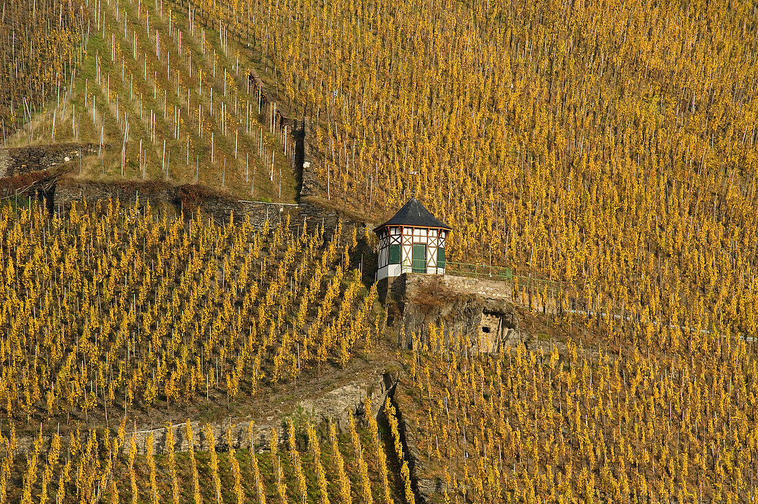 Weinbergshäuschen bei Bernkastel-Kues, Herbst, Bernkastel-Kues, Rheinland Pfalz, Deutschland