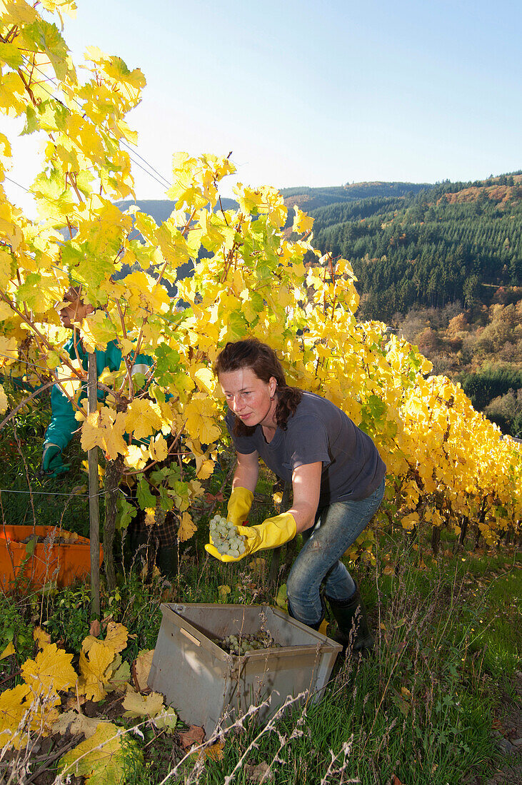 Weinlese im Ruwertal, Waldrach, Moselregion, Rheinland Pfalz, Deutschland