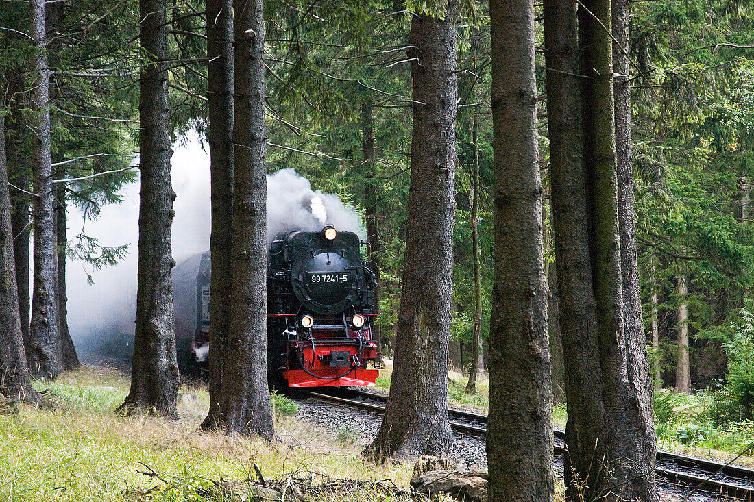 Forest, steam railway, Brockenbahn, stream train, HSB Harz narrow-gauge railways, Schierke, Harz, Saxony-Anhalt, Germany