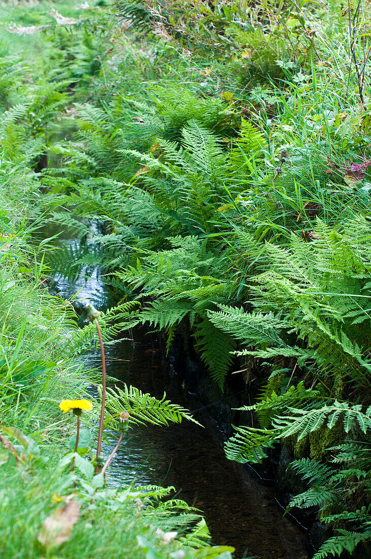 Fern, Zellerfeld ditch, UNESCO World heritage site, Upper Harz Water Regale, Clausthal-Zellerfeld, Harz, Lower Saxony, Germany