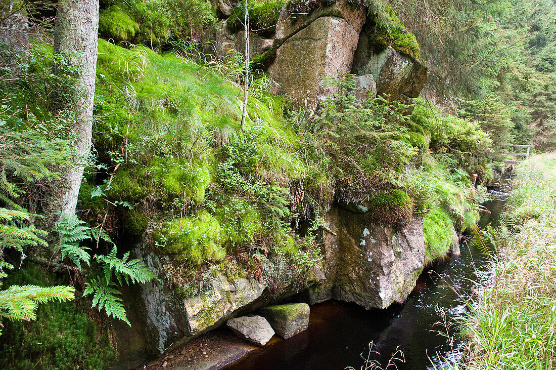 Ditch Rehberger Graben, UNESCO World heritage site, Clausthal-Zellerfeld, Harz, Lower Saxony, Germany