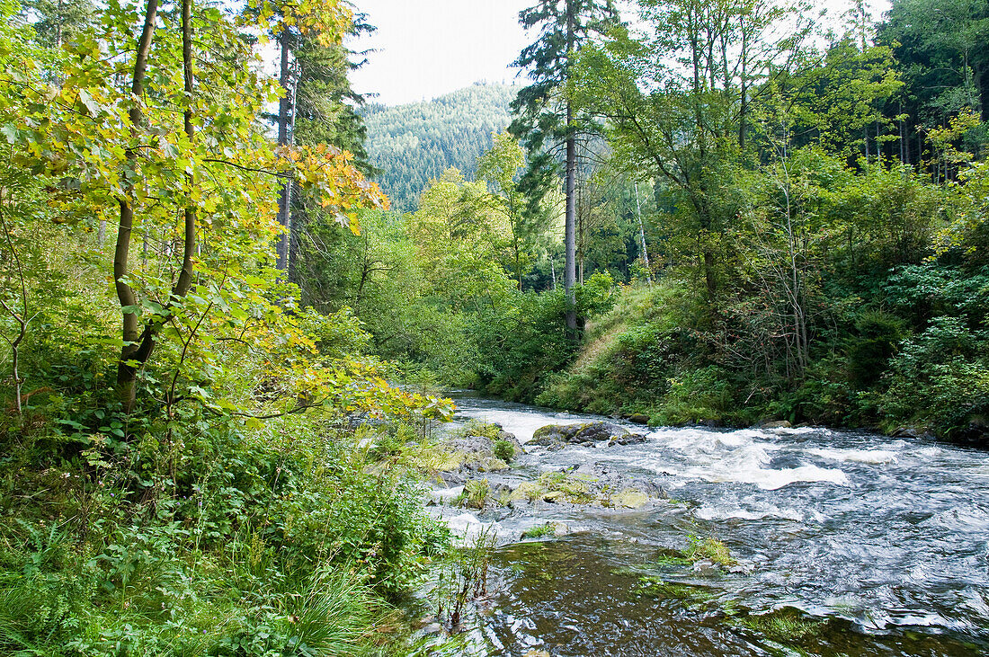 The Oker river in the forest, Oker Valley, Harz, Lower Saxony, Germany