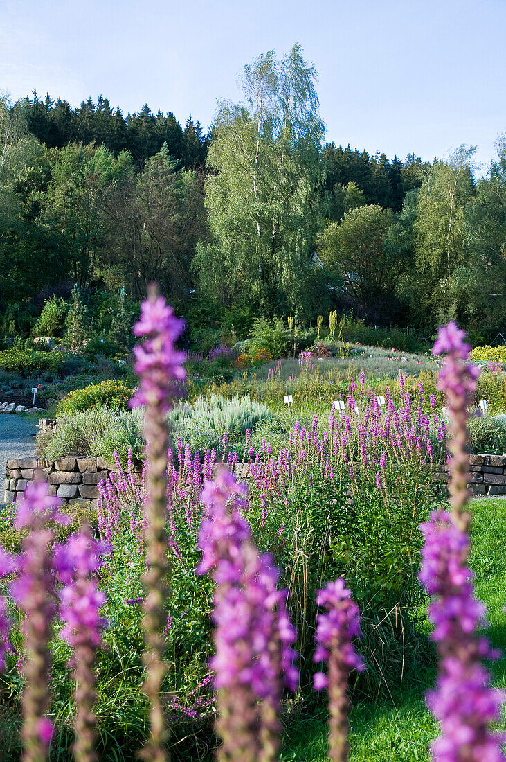 Herb garden, Altenau, Harz, Lower Saxony, Germany