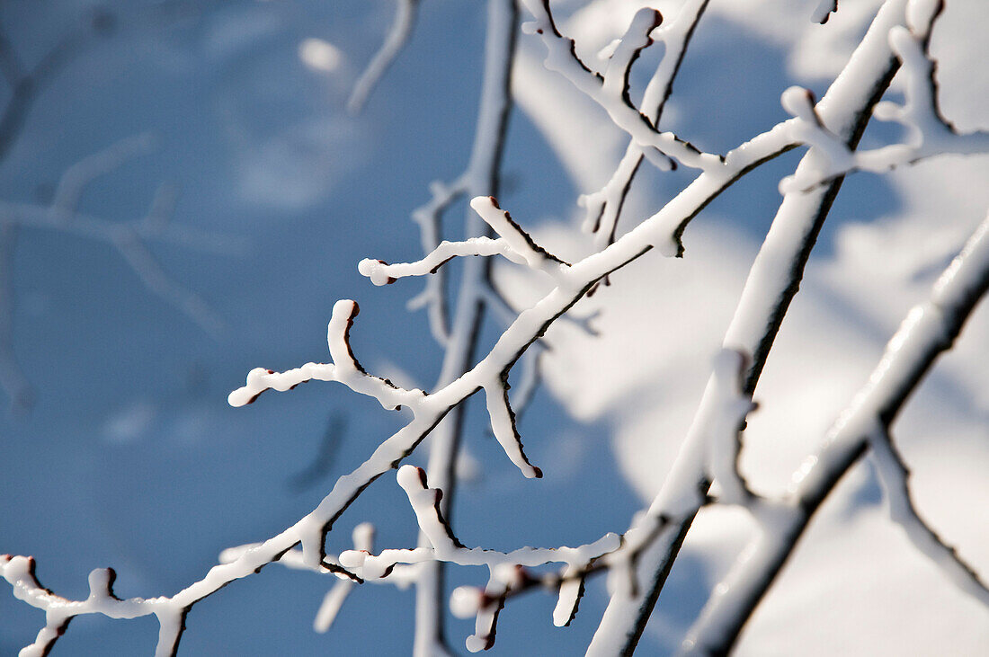 Branch of a tree with frost in winter, Harz, Lower-Saxony, Germany