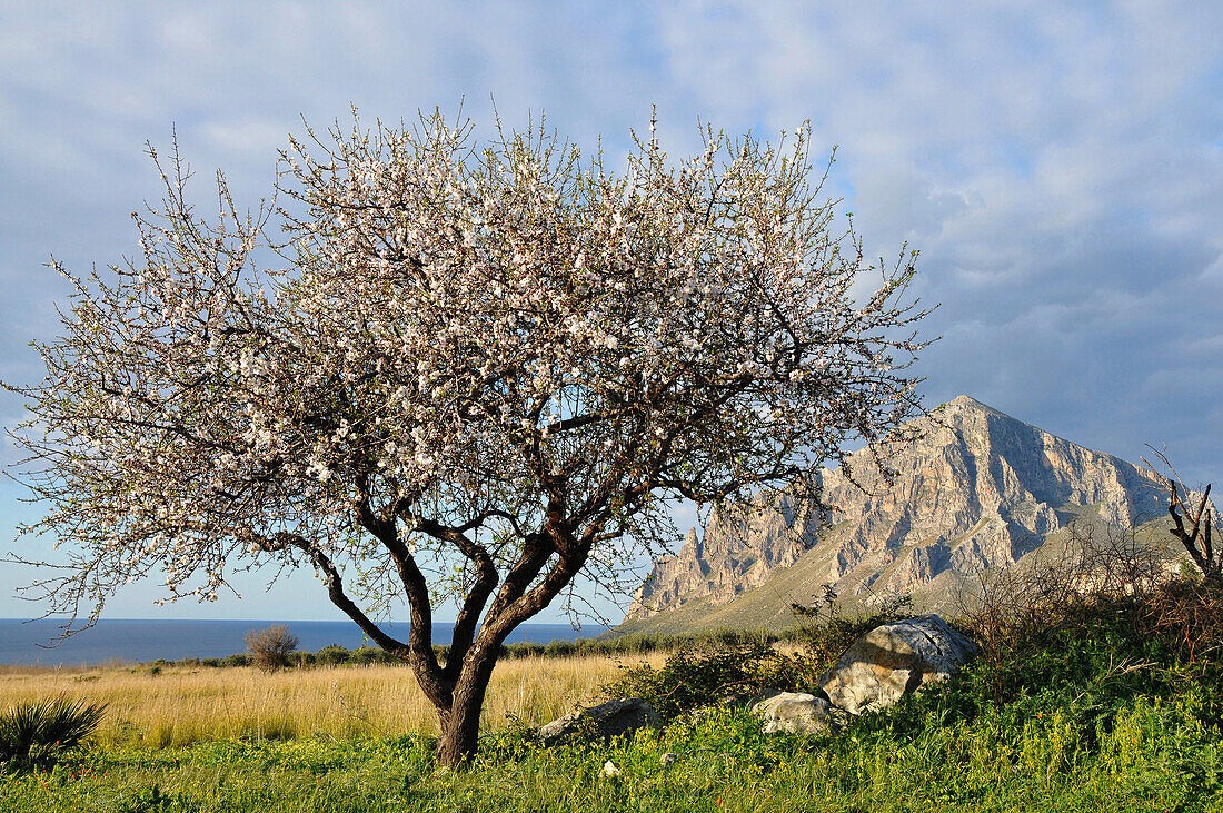 Almondbloom at Monte Cofano, Monte Cofano, Trapani, Sicily, Italy