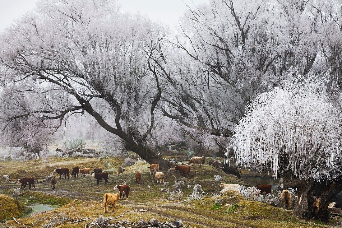 Cattle sheltering under frosted trees near Omakau, Central Otago, New Zealand