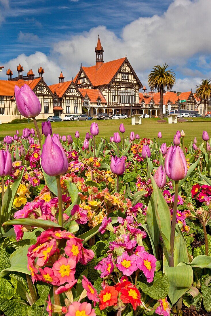 Spring tulips, Rotorua Museum, Government gardens, Rotorua.
