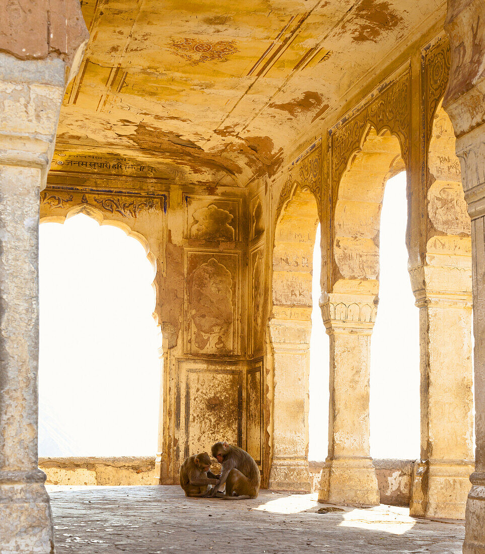 Monkeys in a Hindu Temple, Jaipur, Rajasthan, India