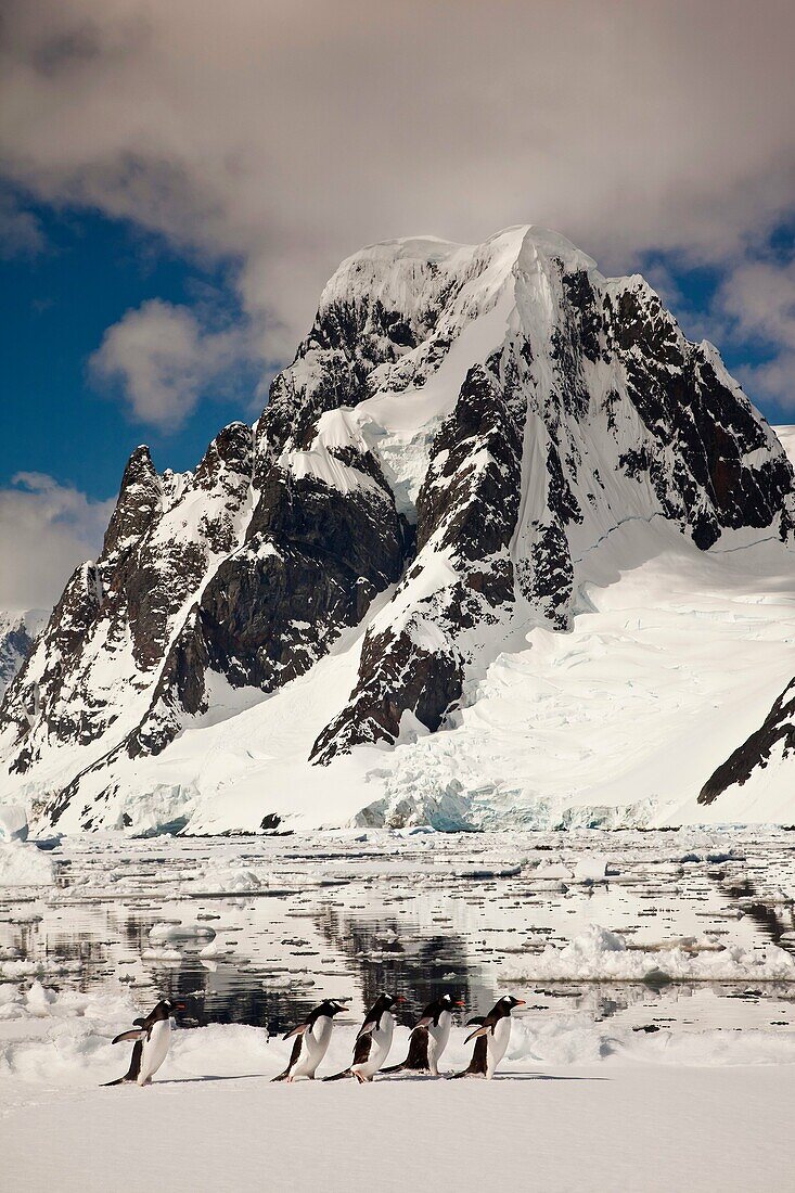 Gentoo penguins waddle across ice floe beneath Mt Scott, Petermann Island, Antarctic Peninsula