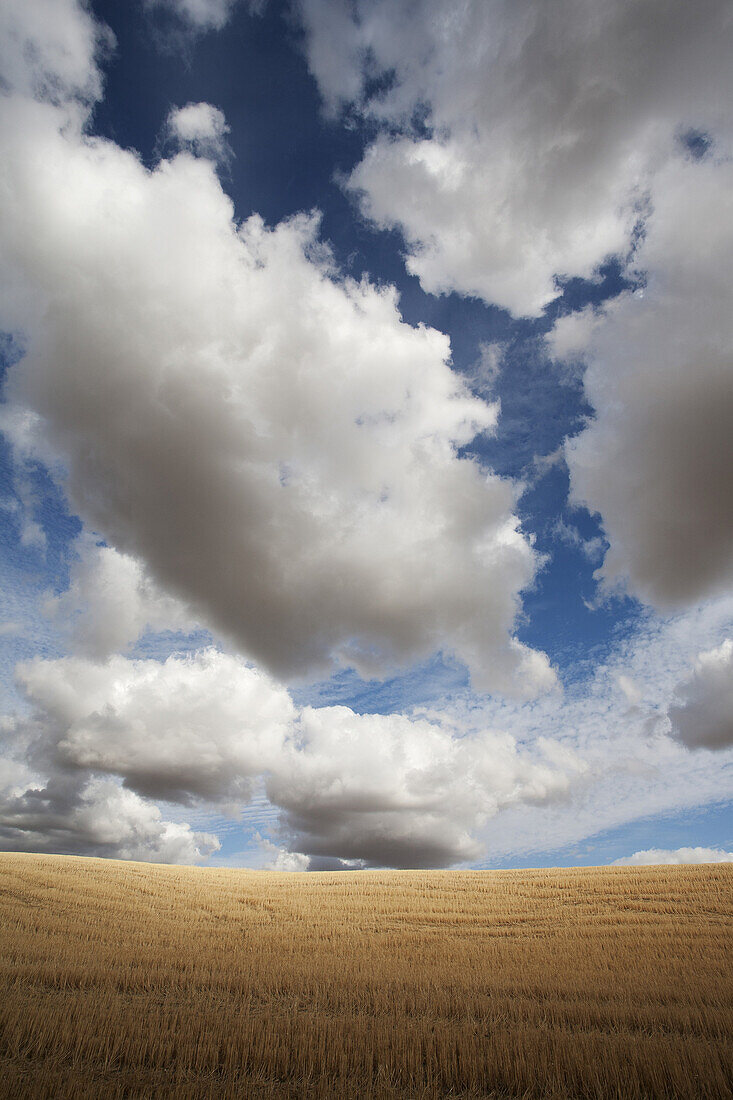 Golden Wheat Field Against Dramatic Clouds and Sky, Washington, USA