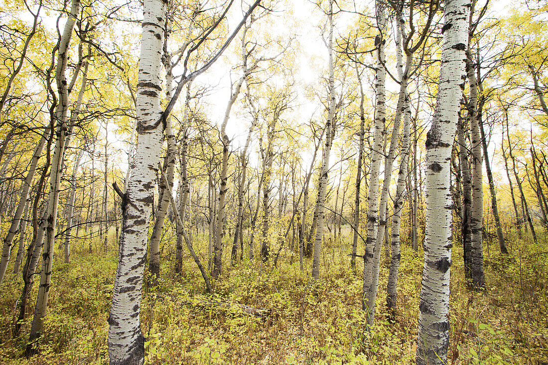 Forest of Birch Trees With Golden Autumn Leaves, Montana, USA