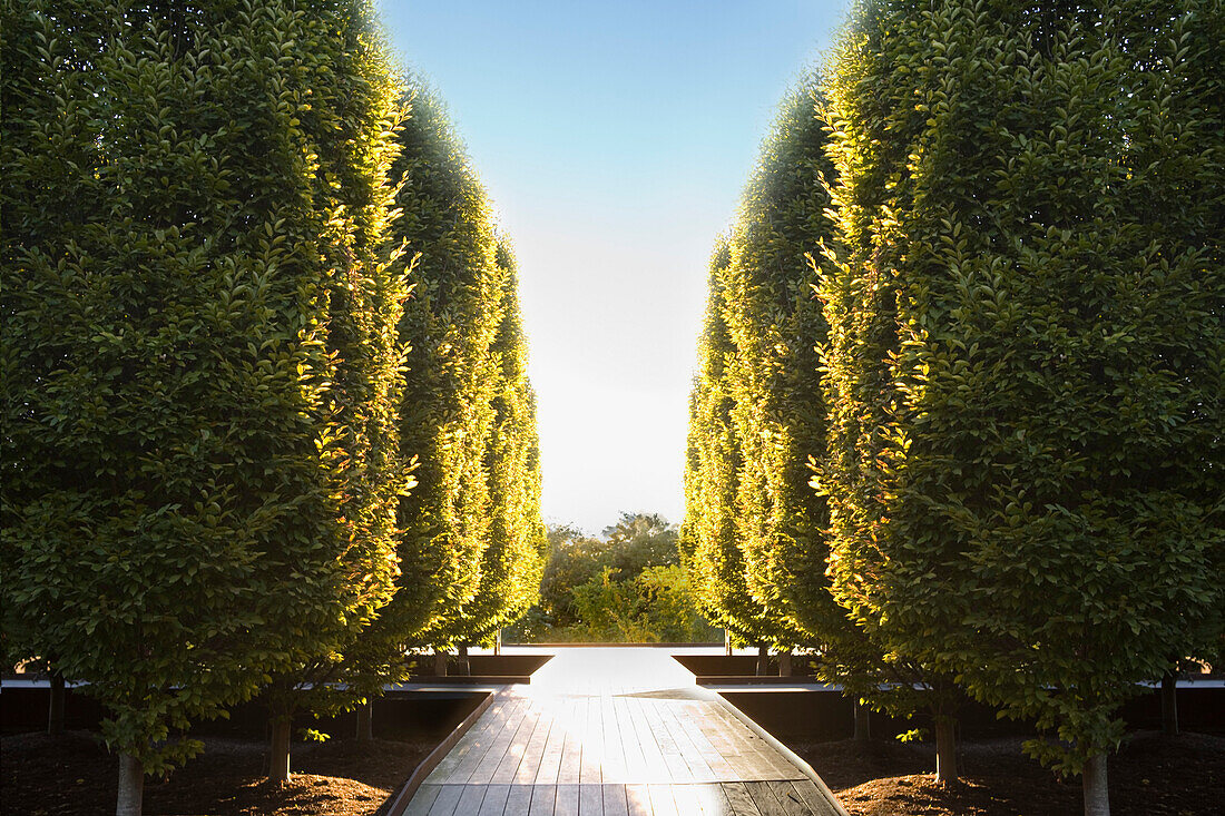 Walkway Between Two Rows of Trees