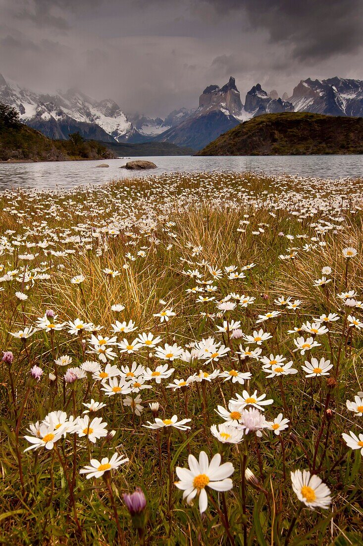 Rainstorm engulfs Cuernos del Paine peaks, daisies in flower, Parque Nacional Torres del Paine, Patagonia, Chile