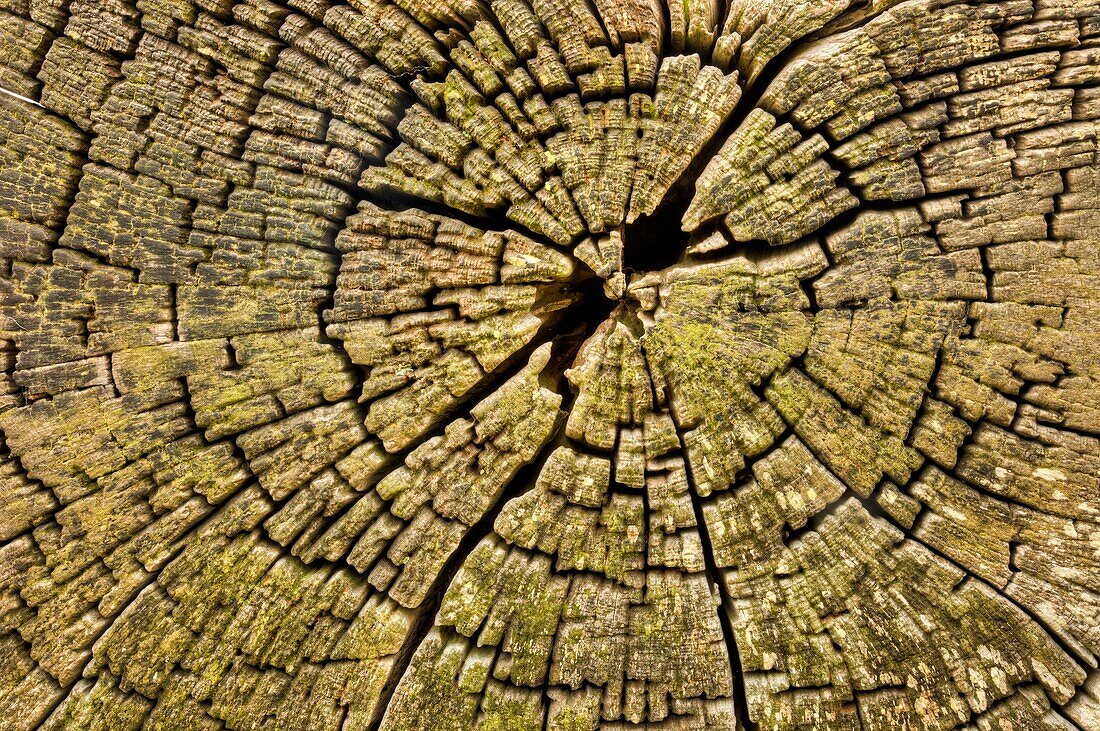 Totora stump covered in lichen, Banks Peninsula was once covered in forest, cut down by early settlers, Canterbury