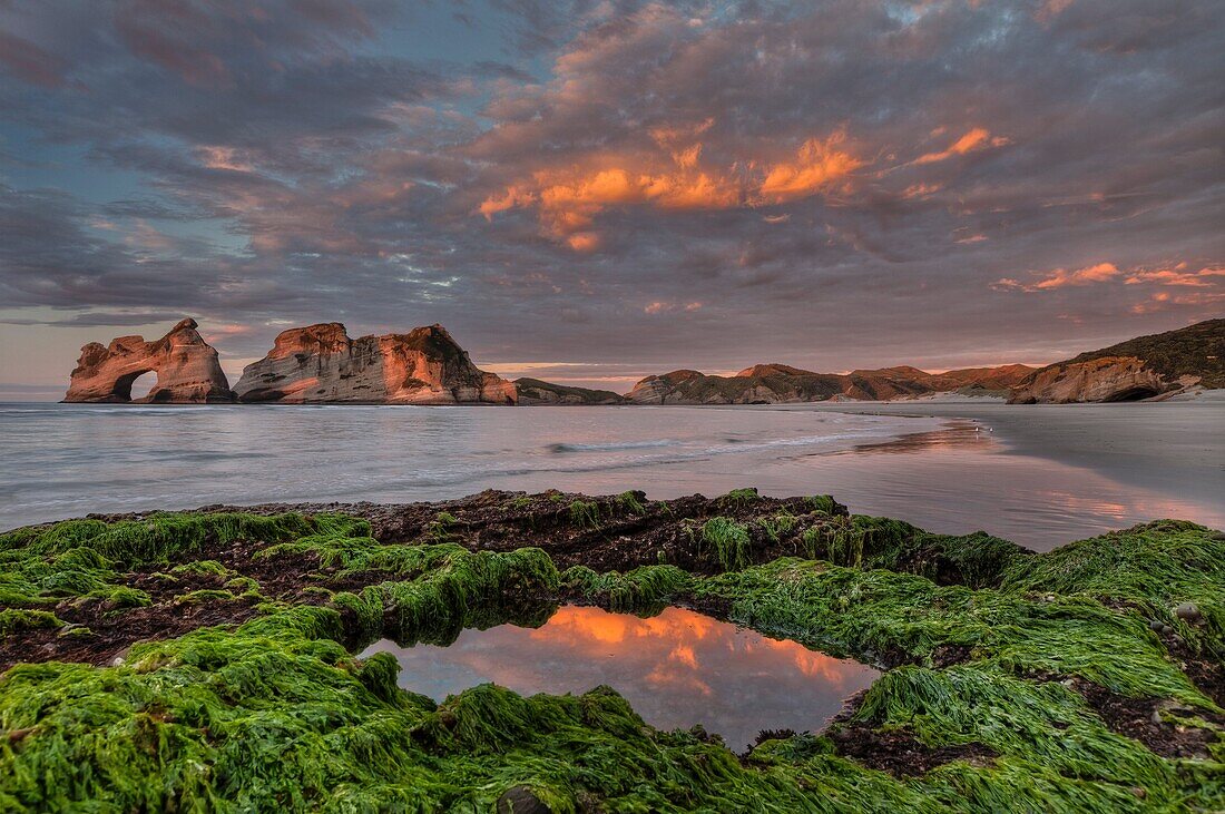 Pond in algal covered rocks, Archway Islands behind, sunset, Wharariki beach, near Collingwood, Golden Bay, New Zealand