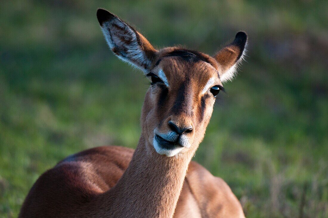 Impala Aepyceros melampus, Kariega Game Reserve, South Africa