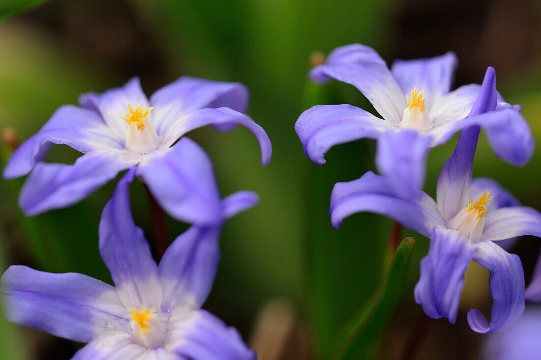 Chionodoxa flowers