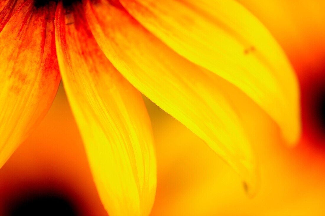 Rudbeckia flower petals