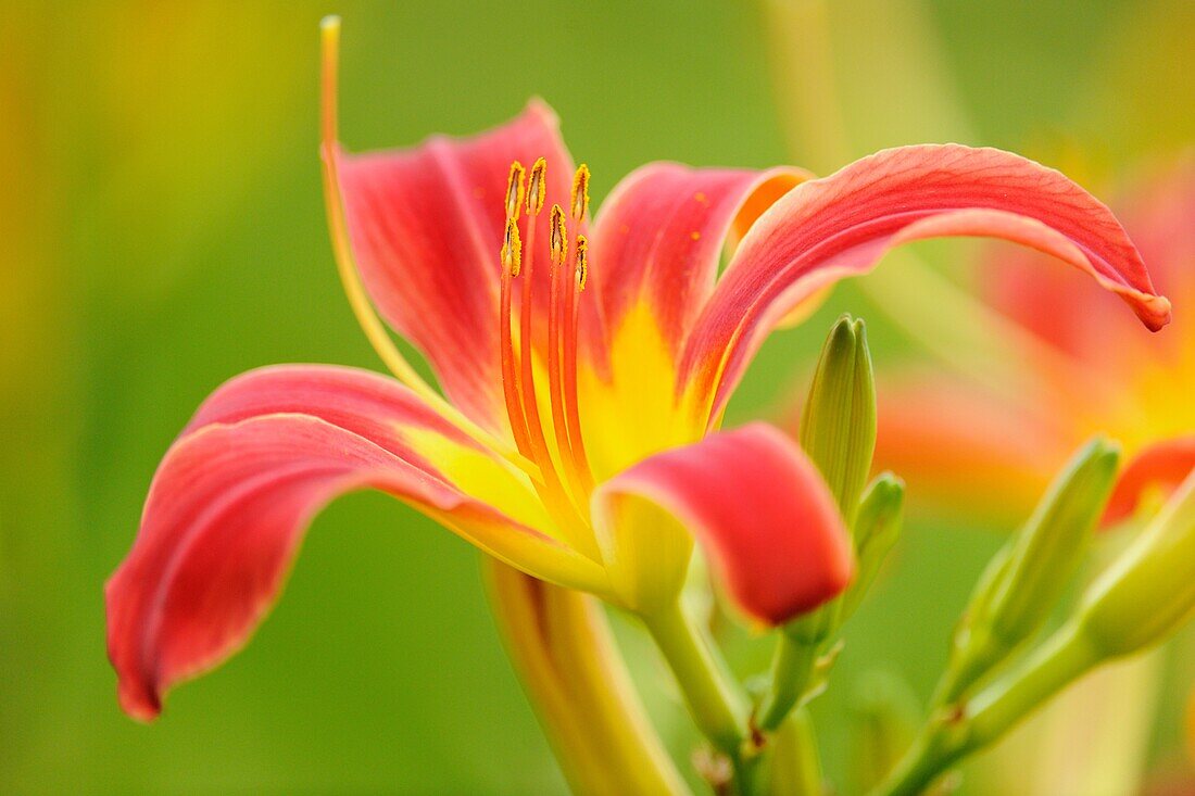 Orange daylilies Hemerocallis