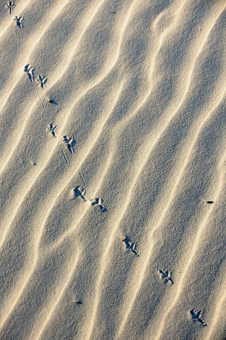 Bird tracks and shadows in white sand
