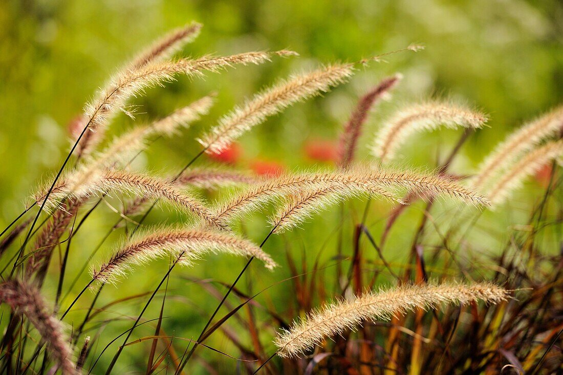 Purple Fountain Grass Pennisetum setaceum ‘Rubrum’