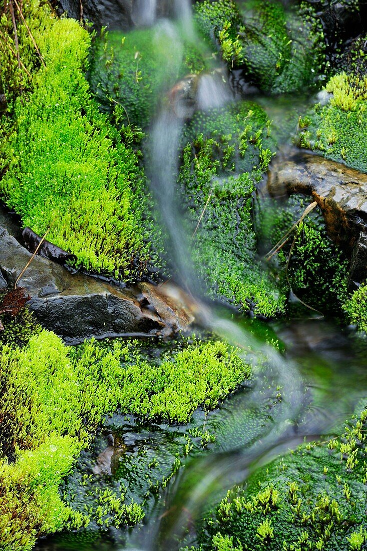 Moss beds lining streambed. Ontario. Canada.