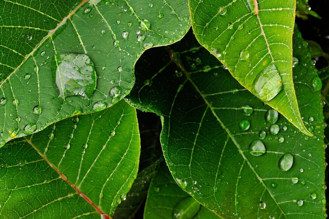 Poinsettia Euphorbia pulcherrima Leaves with raindrops