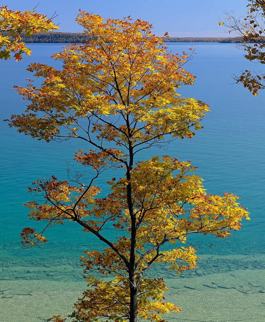 Maple tree along the shore of Lake Mindemoya