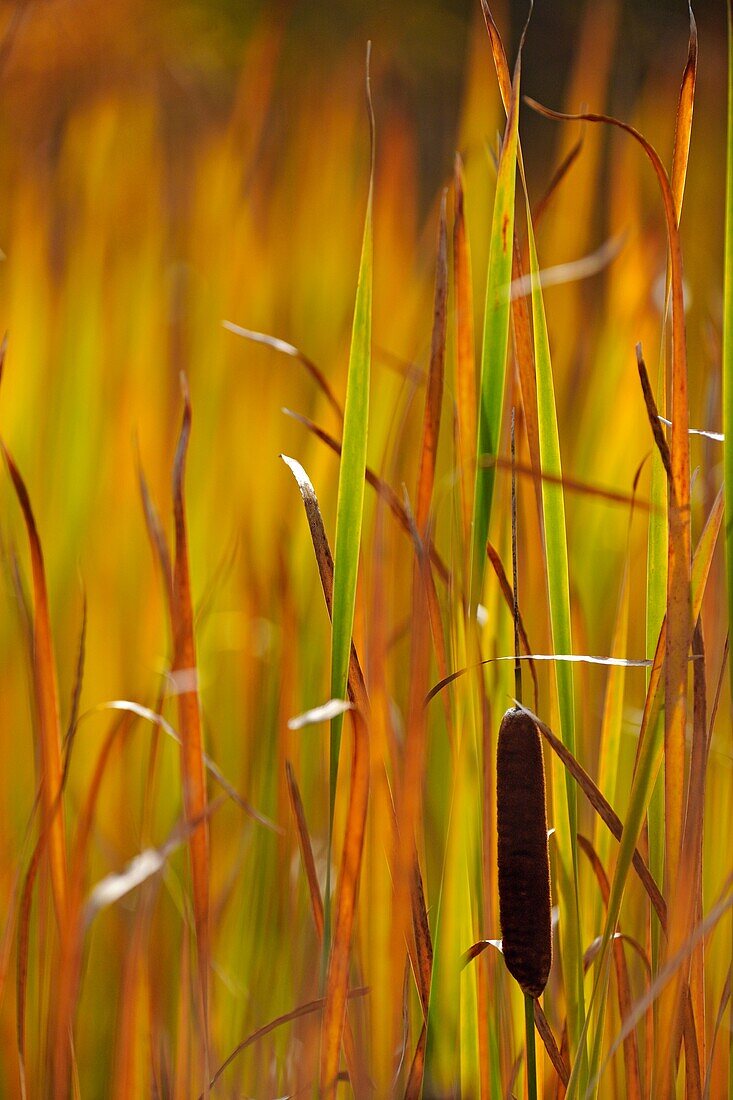 Common Cattail (Typha latifolia) Autumn colours developing Rosseau, Ontario