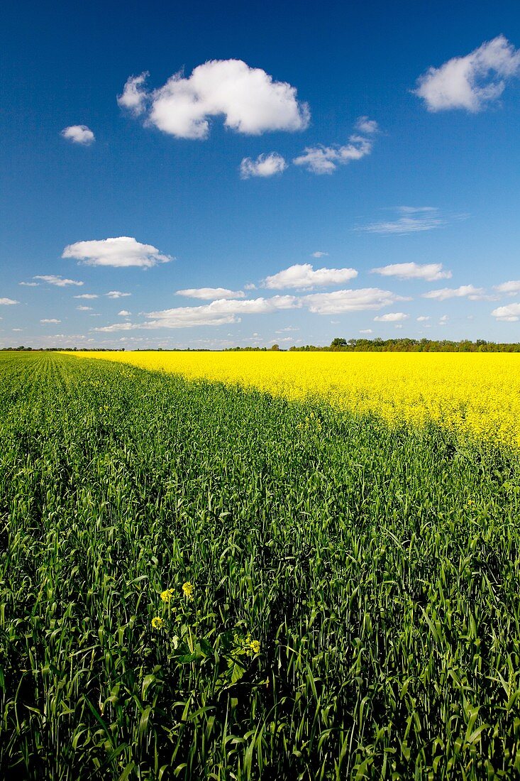 A bright yellow canola field blooming in southern Manitoba near Winkler