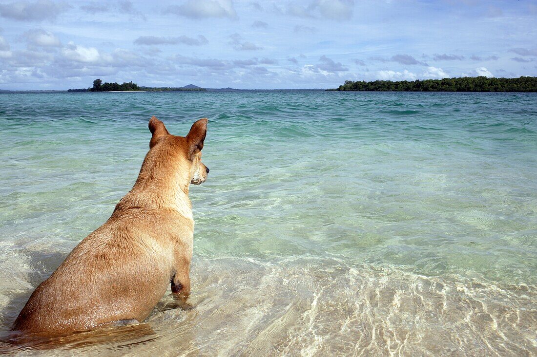 Dog, seen from behind, sitting on the shore and looking out the sea and far away islands at a sunny day, blue sky, Kavieng, New Ireland, Papua New Guinea, South Pacific, South East Asia