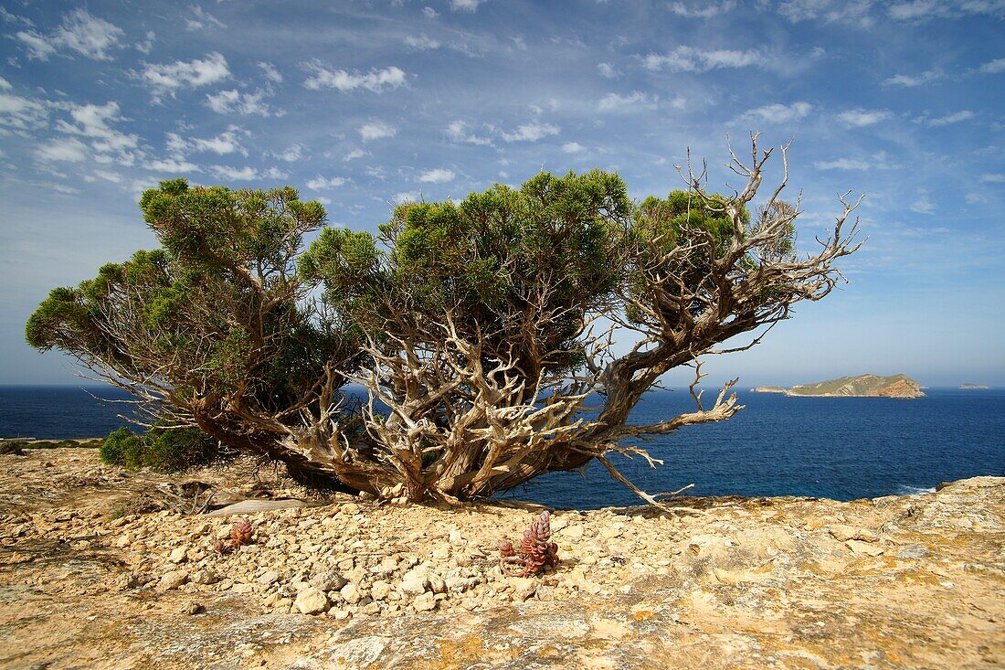 Sabina, Juniperus Phoenicea, Playas de Comte Sant Antoni de Portmany Ibiza Spanien Illes Balears