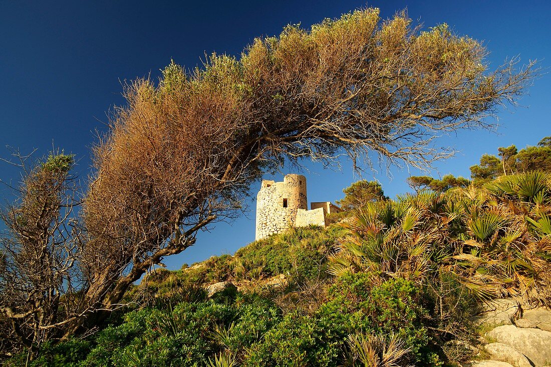 Turm von Cala en Basset Ponent Andratx Spanien Mallorca Balearen