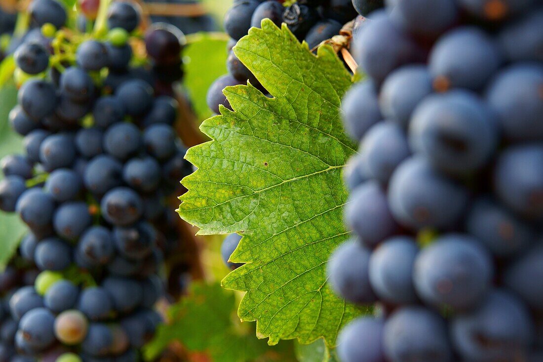 Ökologische Bio-Weinberge der Weinkellerei Jaume Mesquida Porreres Es Pla Mallorca Illes Balears Spanien