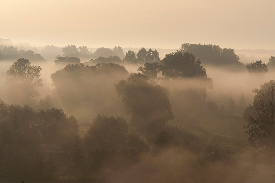 Misty morning Poland