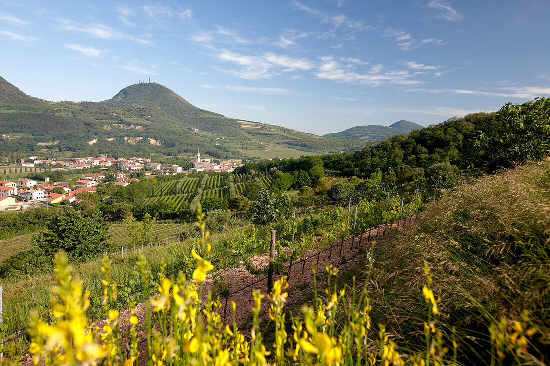 Weinberg und blühender Ginster, Blick hinüber nach Baone, Weingut und Agriturismo Ca' Orologio, Venetien, Italien