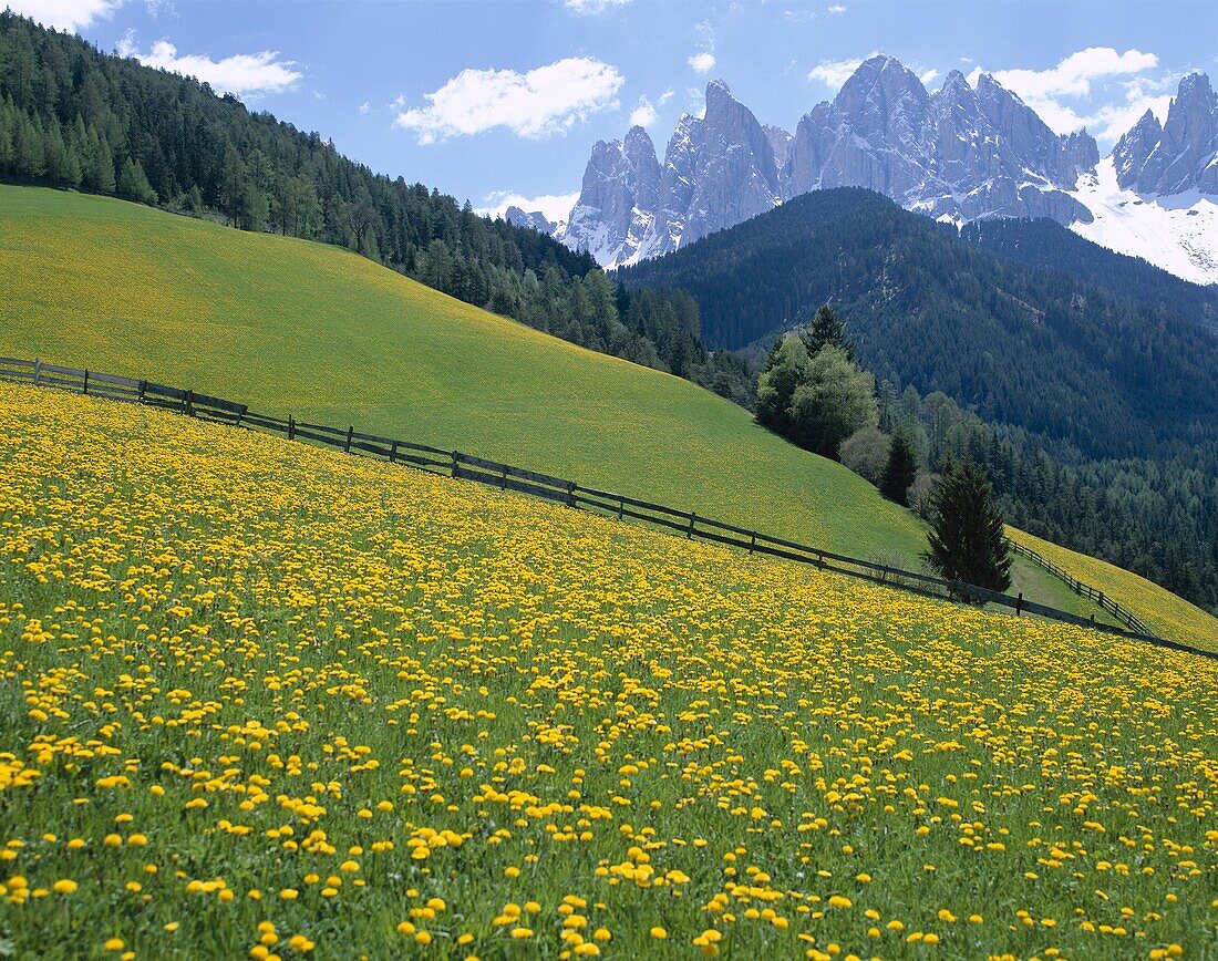 Dolomites Mountains, Dolomiti, Italy, Trentino, Val. Dolomites, Dolomiti, Flowers, Holiday, Italy, Europe, Landmark, Mountains, Tourism, Travel, Trentino, Vacation, Val di funes, Vi